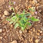 Cleome monophylla Blad