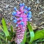 Aechmea gamosepalaFloare