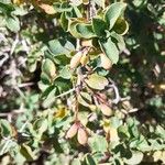 Berberis aetnensis برگ