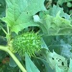 Datura stramoniumFrutto