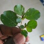 Trianthema portulacastrum Leaf