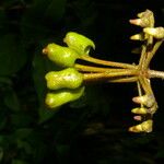 Marcgravia nepenthoides Fruit