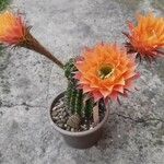 Echinopsis huascha Hábito