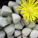Lapidaria margaretae Hábito