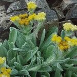 Helichrysum dasymallum