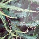 Gleichenia bifida Leaf