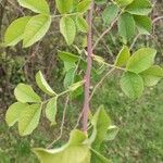 Rosa corymbifera Fuelha