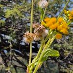 Crassocephalum montuosum Flower