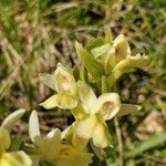 Dactylorhiza insularis