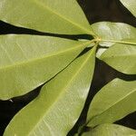 Forchhammeria trifoliata Blad