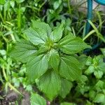 Parietaria debilis Yaprak
