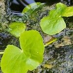 Hydrocotyle leucocephala Habit