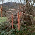 Corylus cornuta 果実