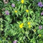 Anemone ranunculoides Leaf