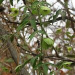 Dalechampia scandens Hoja