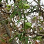 Dalechampia scandens Blad