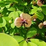 Akebia quinata Flower
