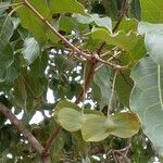 Terminalia argentea Φρούτο