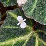 Begonia solimutata പുഷ്പം