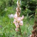 Onobrychis arenaria Floare