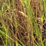 Bromus arvensis Foglia