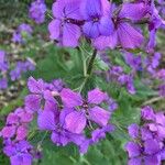 Lunaria annuaKukka