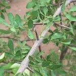 Rhigozum zambesiacum बार्क (छाल)