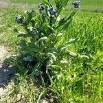 Cynoglossum creticum Habitus