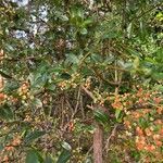 Crataegus crus-galli ഫലം