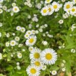 Erigeron annuusFlor