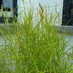 Carex muskingumensis 葉