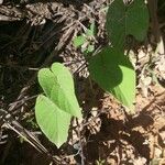 Camonea umbellata Lehti