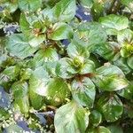 Ludwigia palustris Ліст