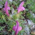 Pedicularis gyroflexa Flower
