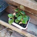 Begonia hirtella Blad