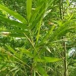 Bambusa multiplex Hostoa