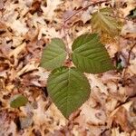 Rubus macrophyllus Leaf