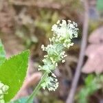 Mercurialis perennis 花