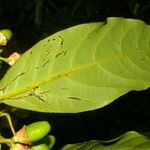 Mespilodaphne macrophylla Feuille