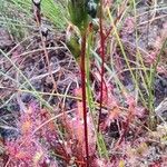 Drosera longifolia ᱡᱚ