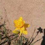 Narcissus spp. Кветка