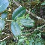 Polyscias repanda Yaprak