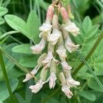 Astragalus frigidus ফুল