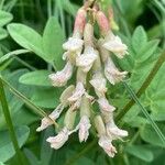 Astragalus frigidus Blüte