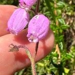 Daboecia cantabrica Blomma