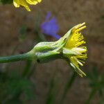 Podospermum laciniatum Çiçek