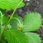 Fragaria virginiana Fruit