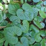 Asarum caudatum ᱥᱟᱠᱟᱢ