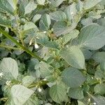 Solanum scabrum 葉