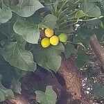 Jatropha curcas Blatt